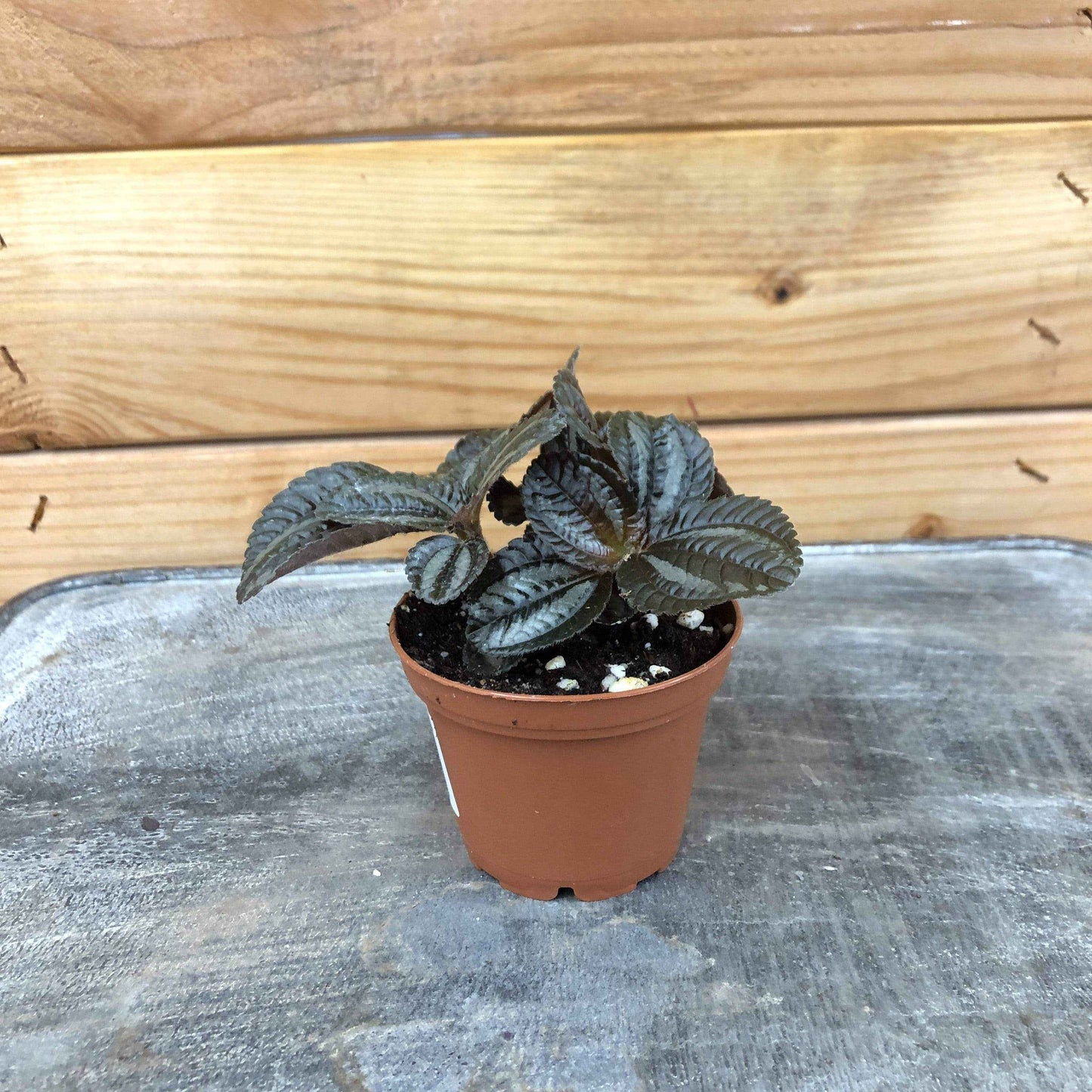 Pilea Norfolk, 2" Plant