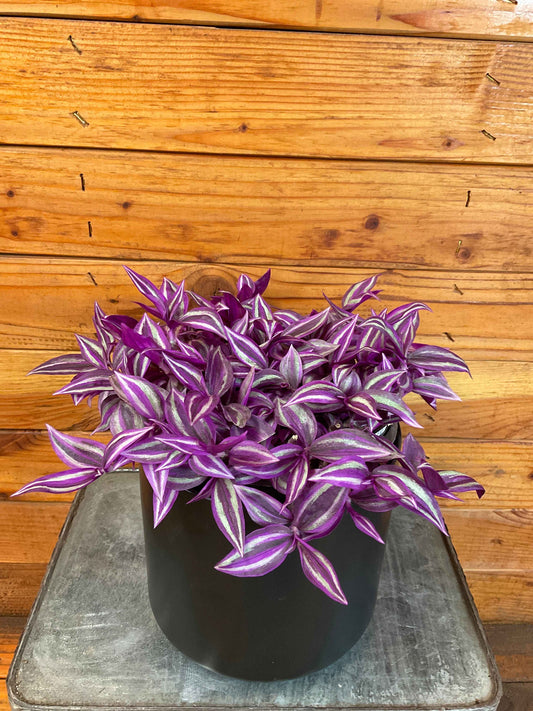 Tradescantia Pink Paradise, 6” Plant