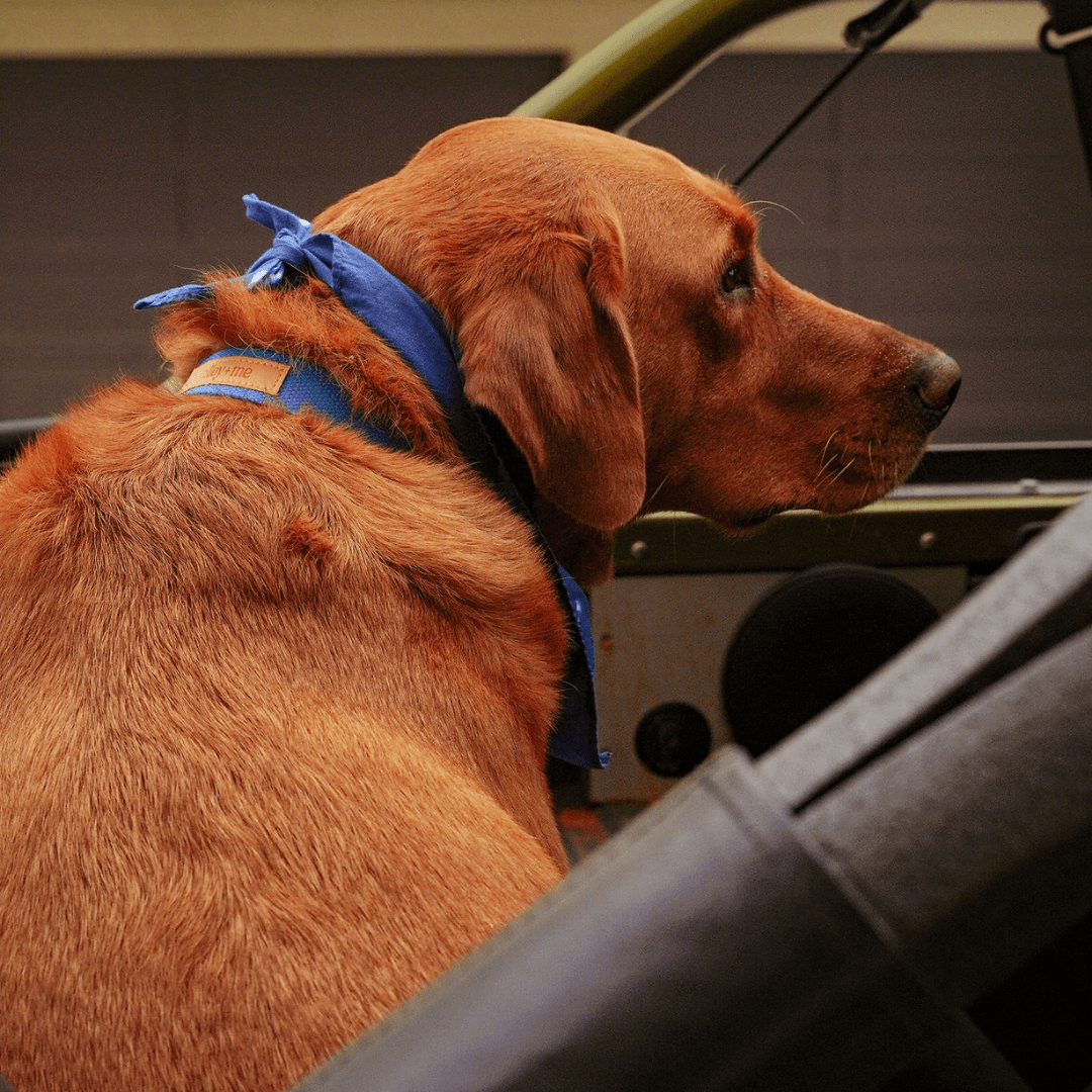 Malibu Sunset Sustainable Hemp Cotton Adjustable Dog Collar– Durable & Soft - Lolomo!