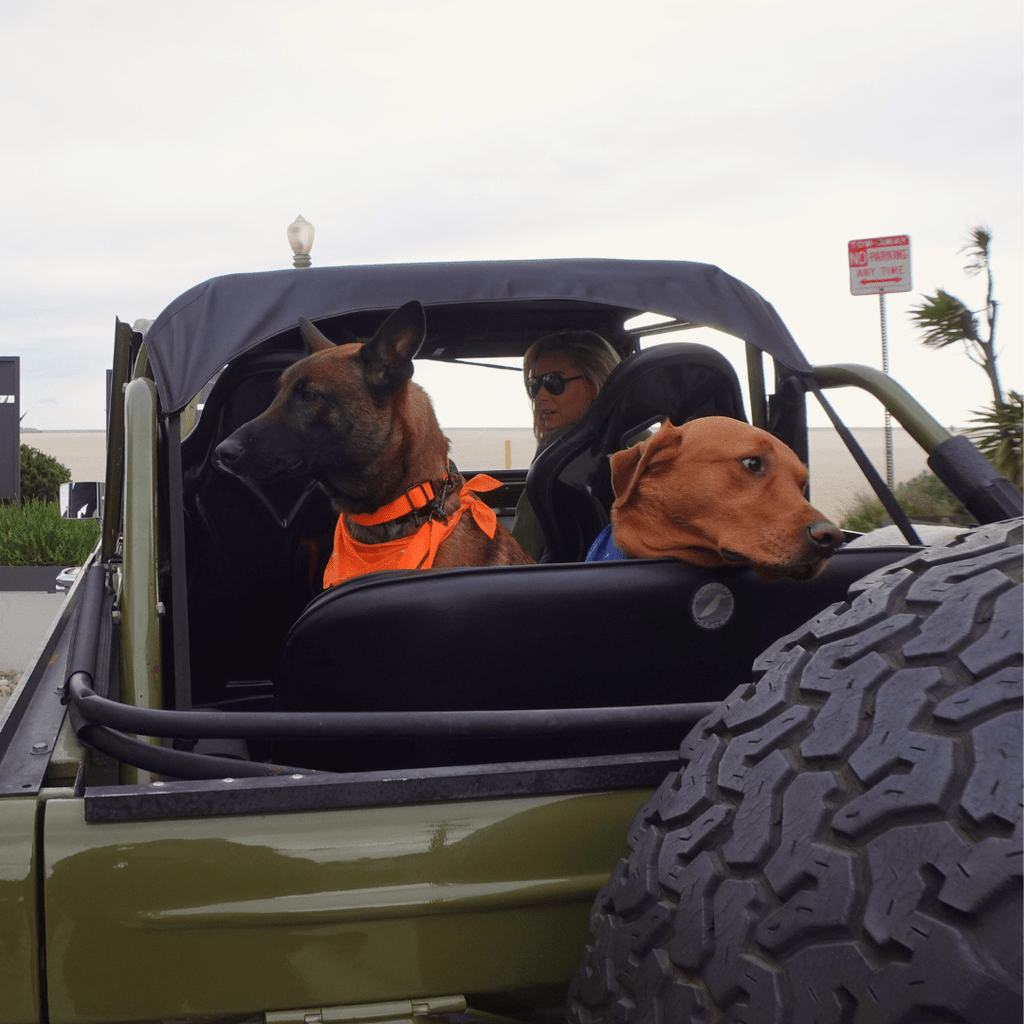 Malibu Sunset Sustainable Hemp Cotton Adjustable Dog Collar– Durable & Soft - Lolomo!