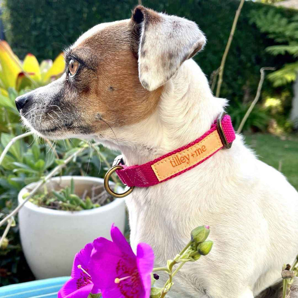 Malibu Sunset Sustainable Hemp Cotton Adjustable Dog Collar– Durable & Soft