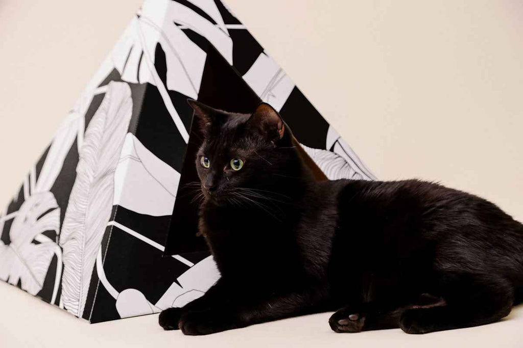 'Dark Paradise' Cardboard Cat Pyramid