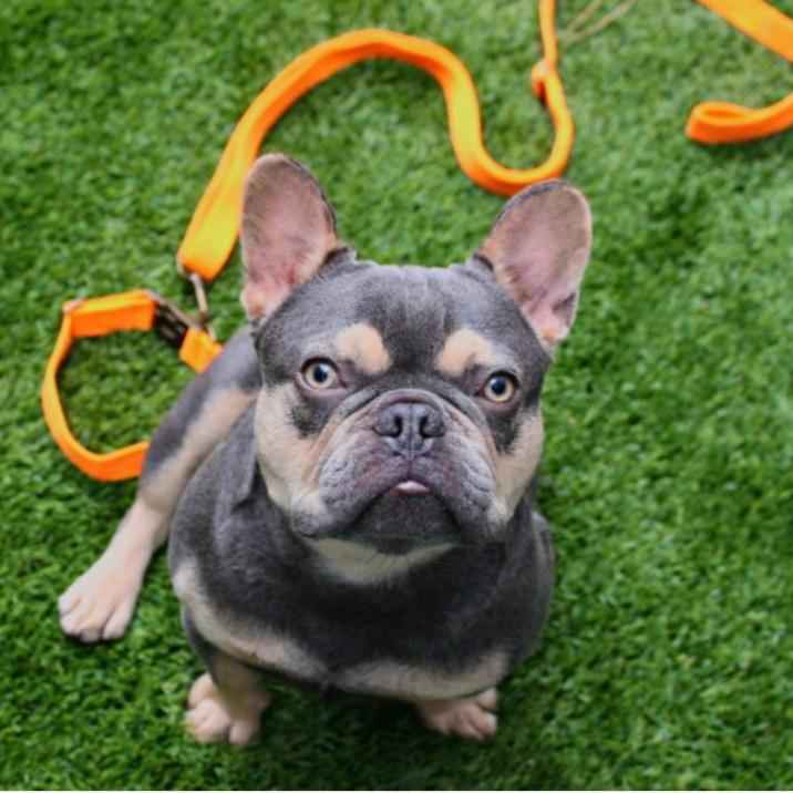 Malibu Sunset Sustainable Hemp Cotton Adjustable Dog Leash – Durable & Soft