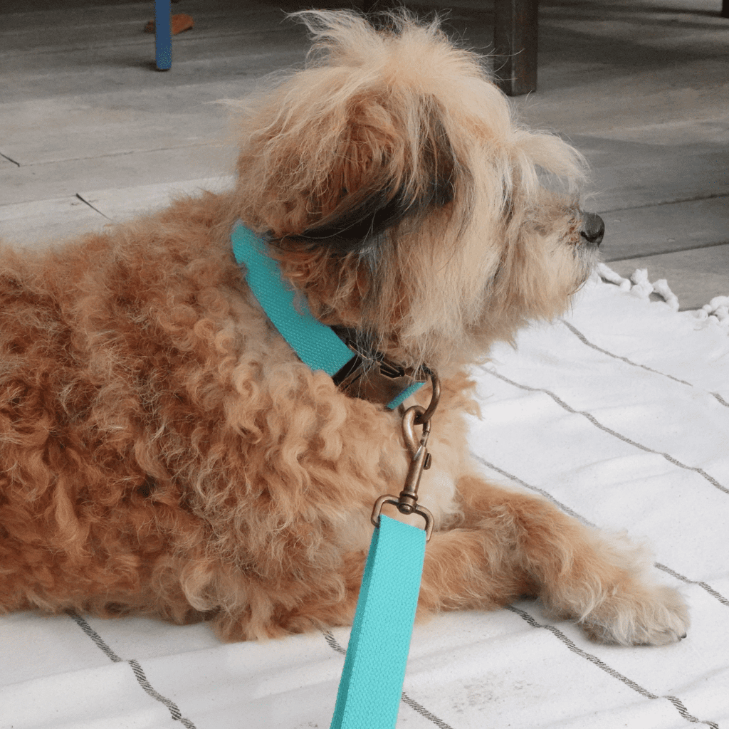 Malibu Sunset Sustainable Hemp Cotton Adjustable Dog Leash – Durable & Soft - Lolomo!