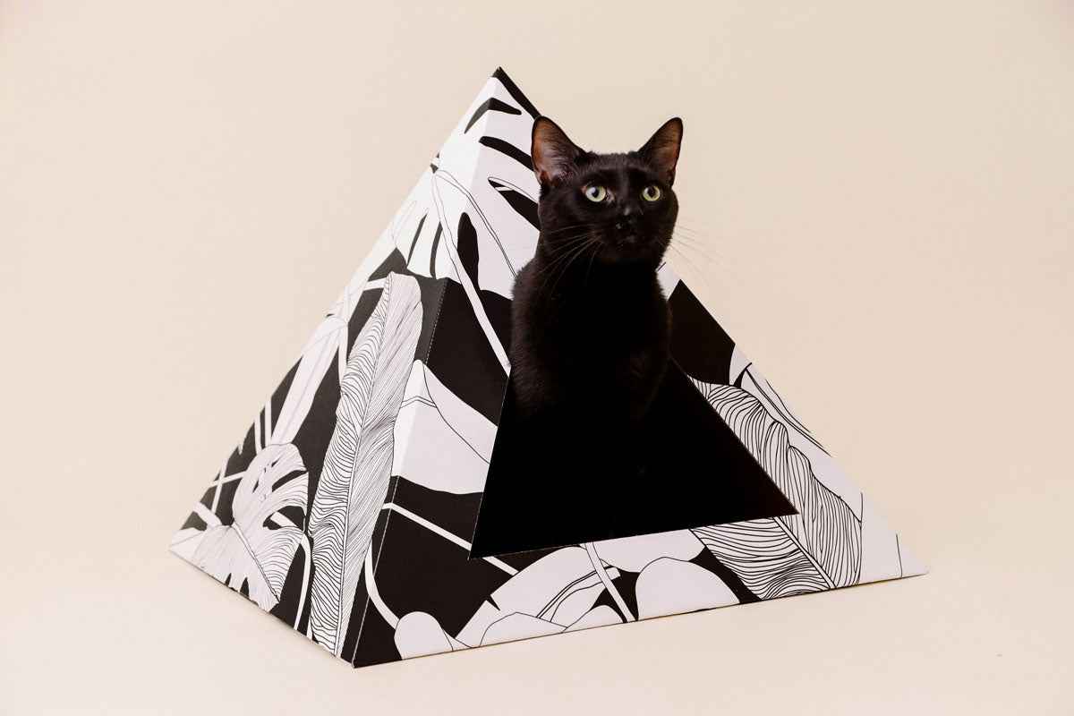 'Dark Paradise' Cardboard Cat Pyramid