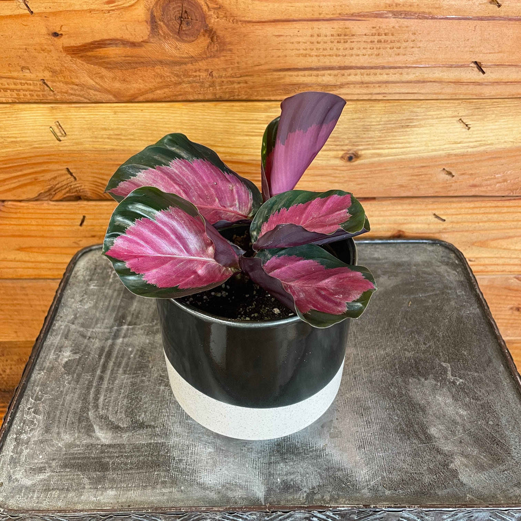 Calathea Roseopicta Rosy, 4" Plant
