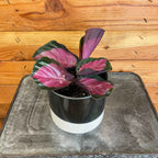 Calathea Roseopicta Rosy, 4" Plant