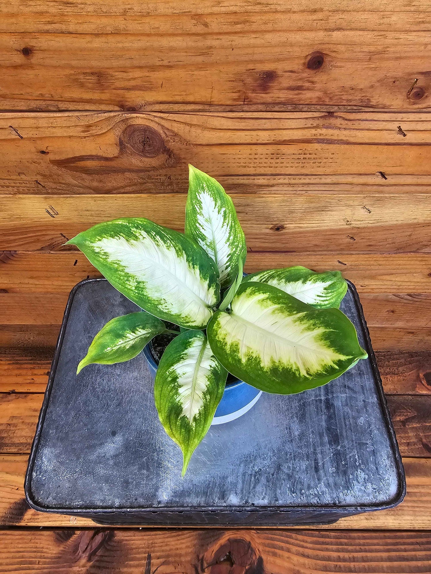Dieffenbachia Camille, 4" Plant