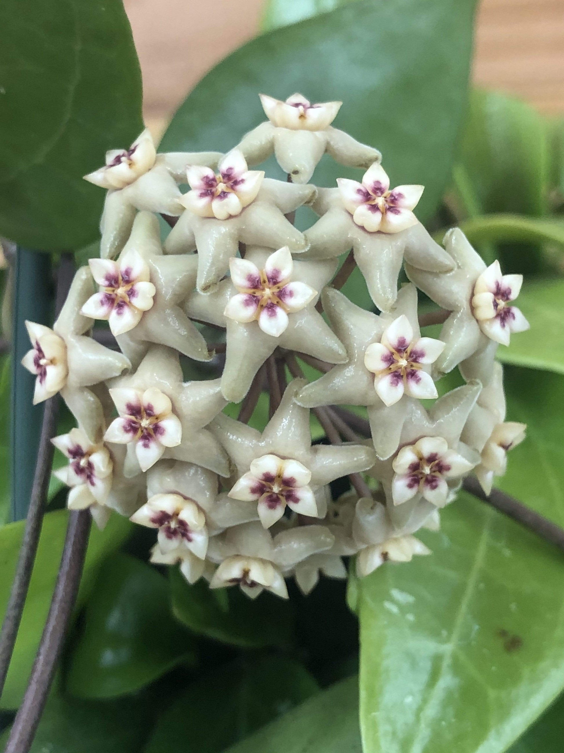 Hoya Limoniaca, 4" Plant - Lolomo!