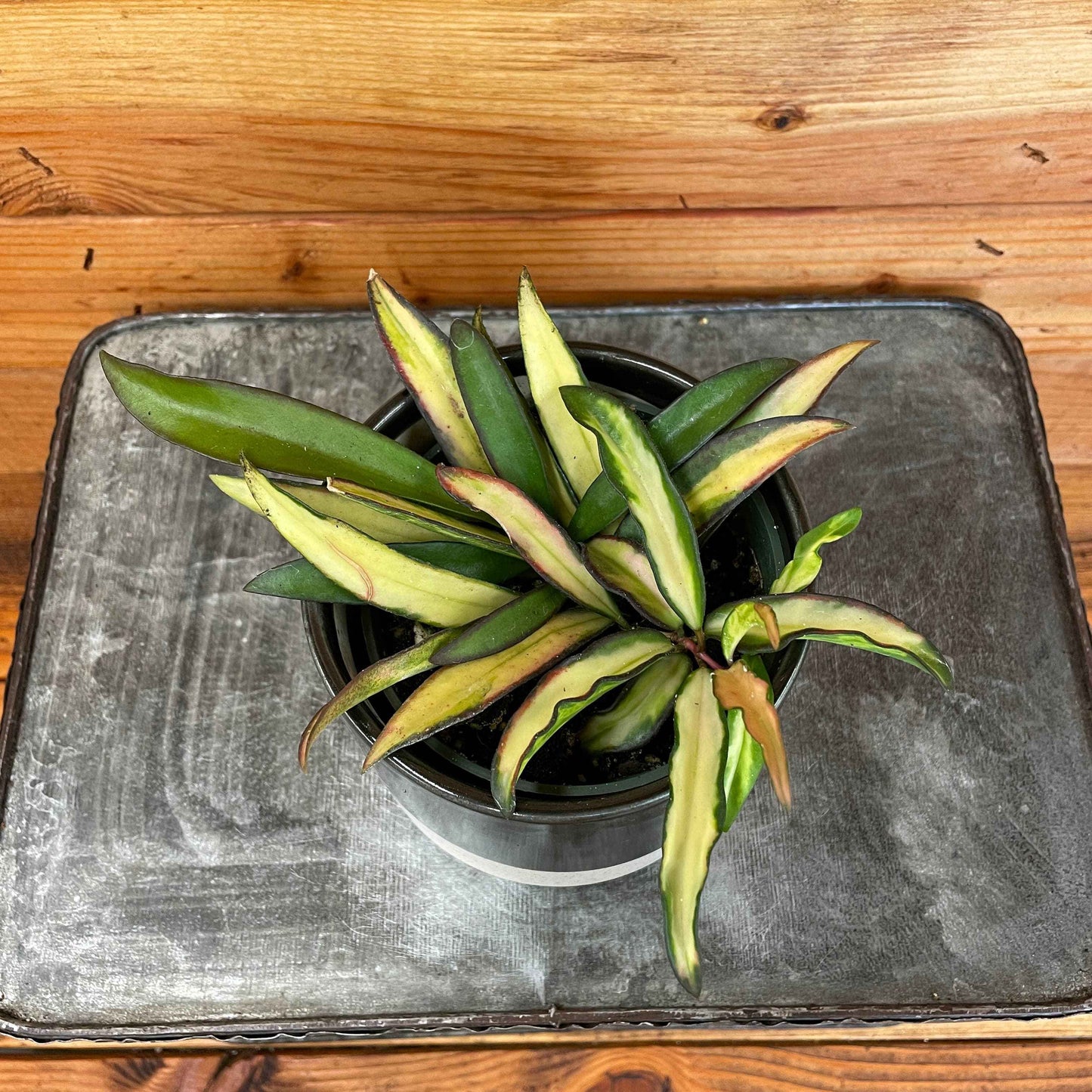 Hoya Wayetii Variegated, 4" Plant