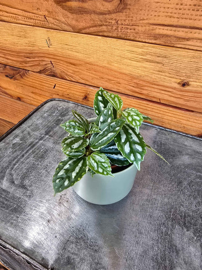 Pilea Cadierei Aluminium, 2" Plant