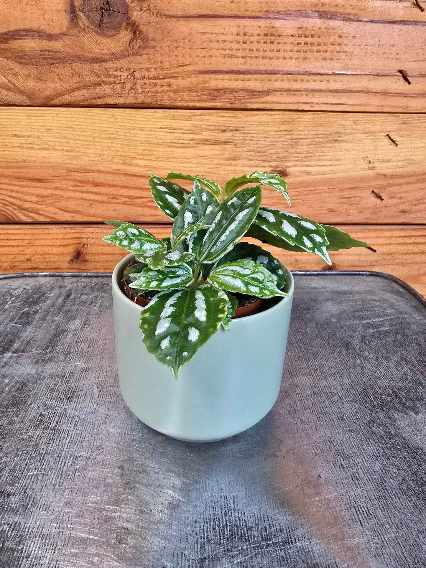 Pilea Cadierei Aluminium, 2" Plant