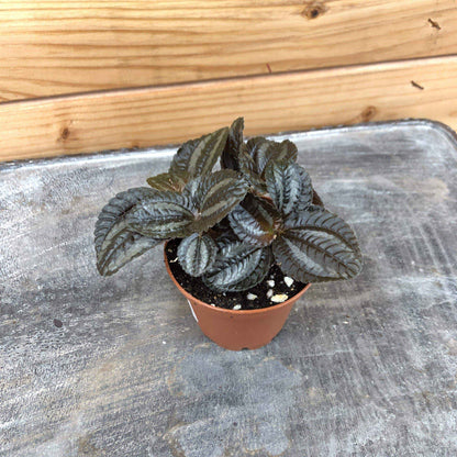 Pilea Norfolk, 2" Plant