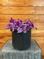 Tradescantia Pink Paradise, 6” Plant