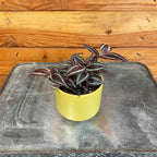 Tradescantia Zebrina Red Mini, 2" Plant