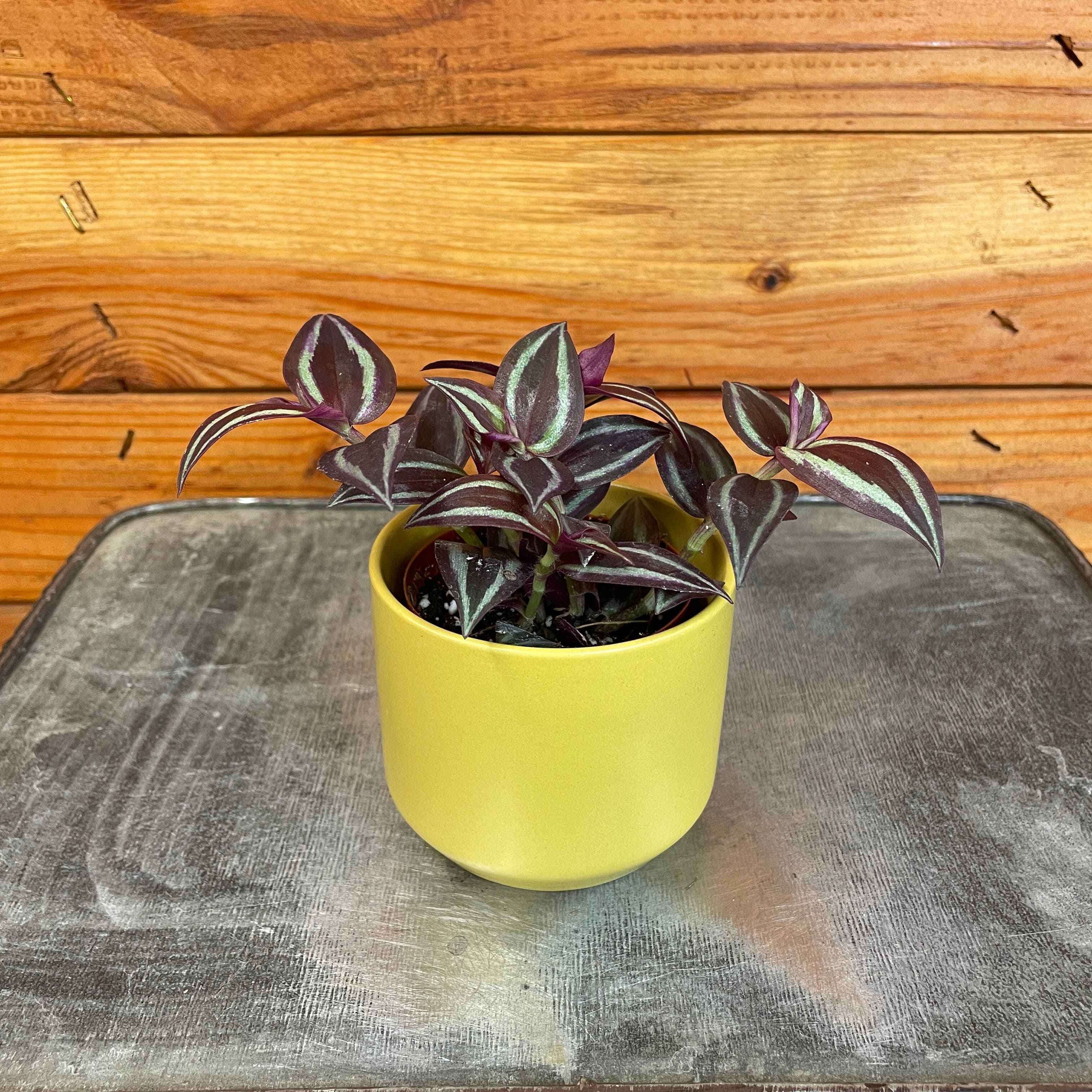 Tradescantia Zebrina Red Mini, 2" Plant
